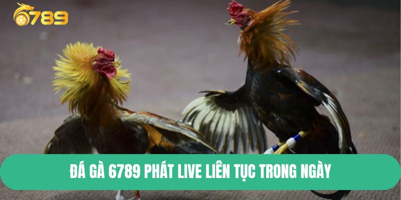 Đá Gà 6789 phát live liên tục trong ngày