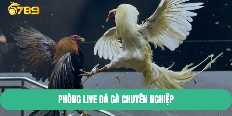 Phòng live đá gà chuyên nghiệp